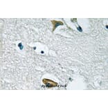 Anti-JAK3 (I781) Antibody from Bioworld Technology (BS1671) - Antibodies.com