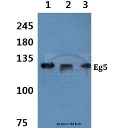 Anti-Eg5 (P923) Antibody from Bioworld Technology (BS1672) - Antibodies.com