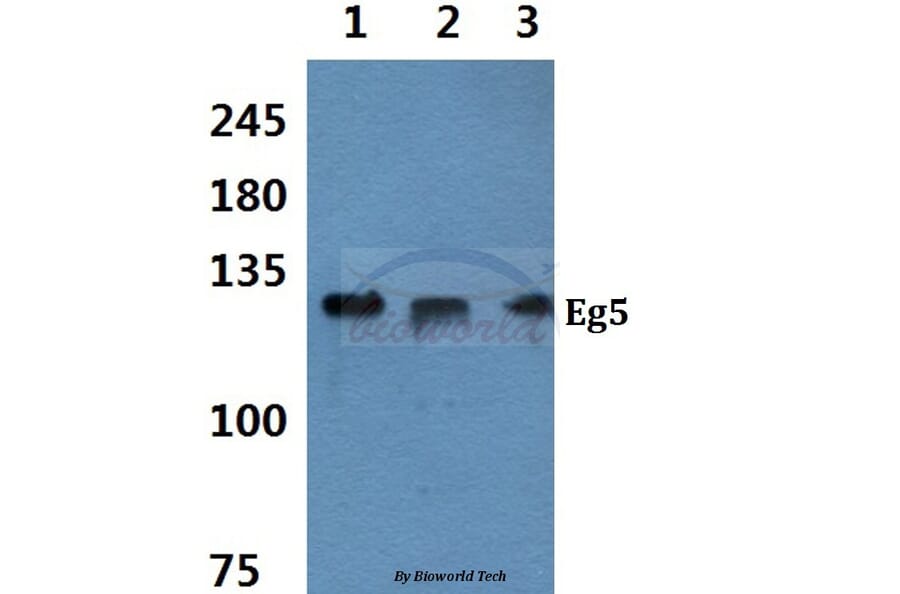Anti-Eg5 (P923) Antibody from Bioworld Technology (BS1672) - Antibodies.com