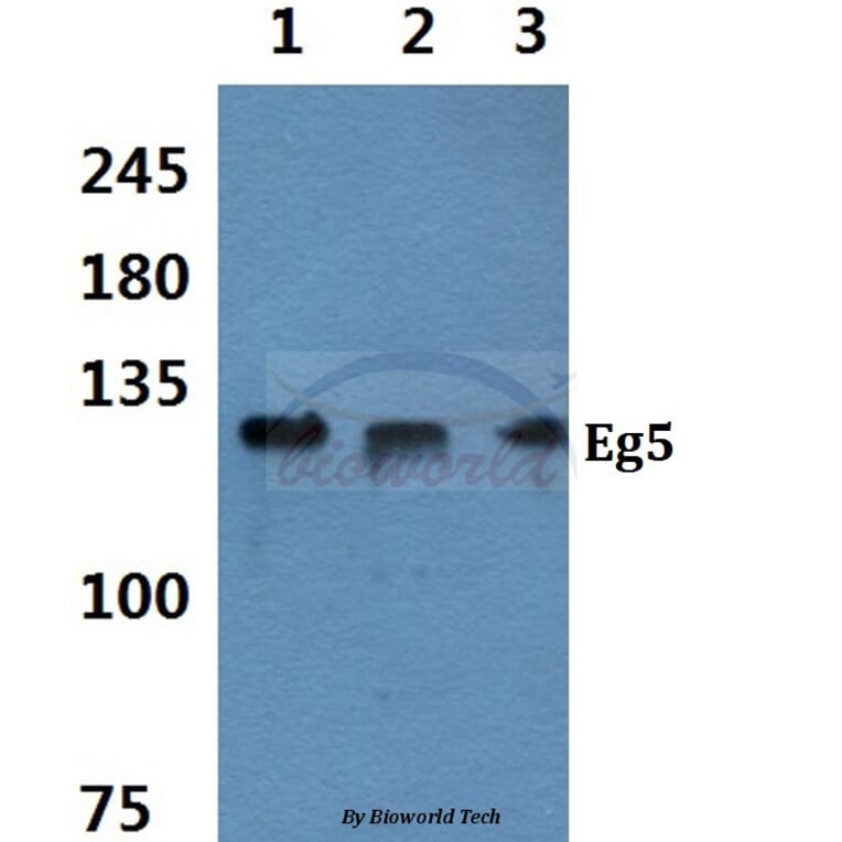 Anti-Eg5 (P923) Antibody from Bioworld Technology (BS1672) - Antibodies.com