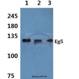 Anti-Eg5 (P923) Antibody from Bioworld Technology (BS1672) - Antibodies.com