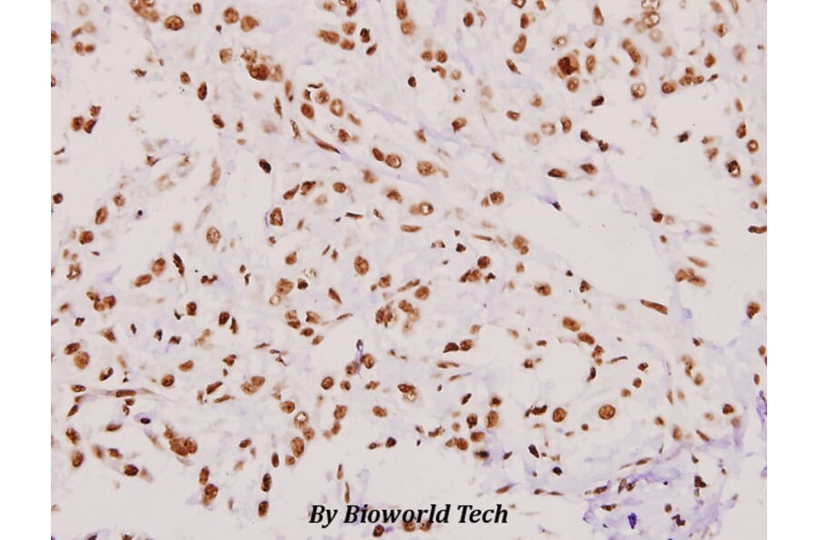 Anti-Eg5 (P923) Antibody from Bioworld Technology (BS1672) - Antibodies.com