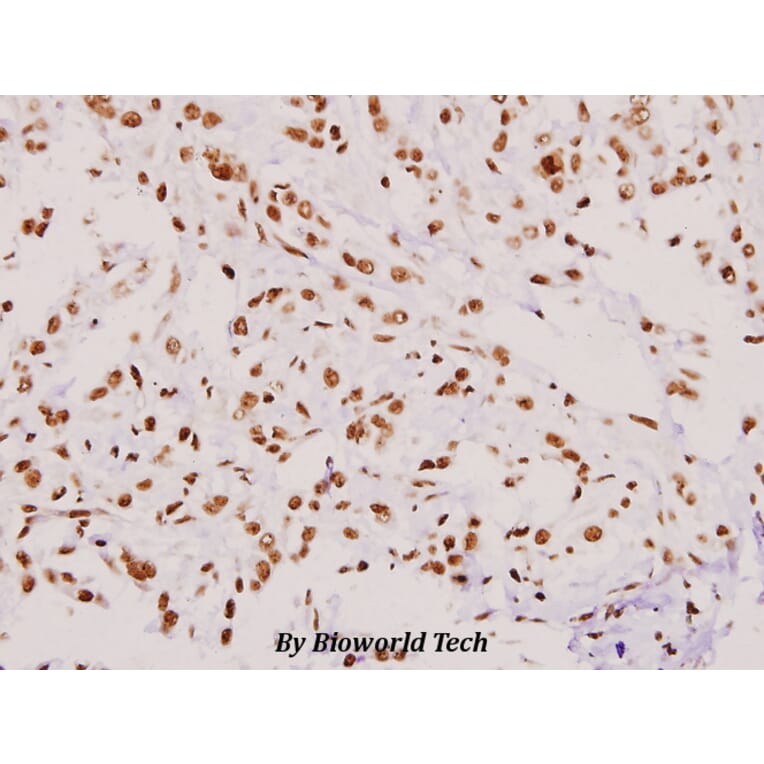 Anti-Eg5 (P923) Antibody from Bioworld Technology (BS1672) - Antibodies.com