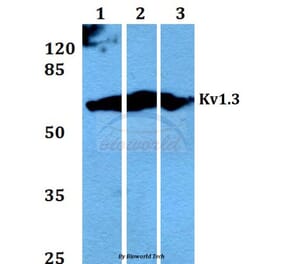 Anti-Kv1.3 (E131) Antibody from Bioworld Technology (BS1673) - Antibodies.com