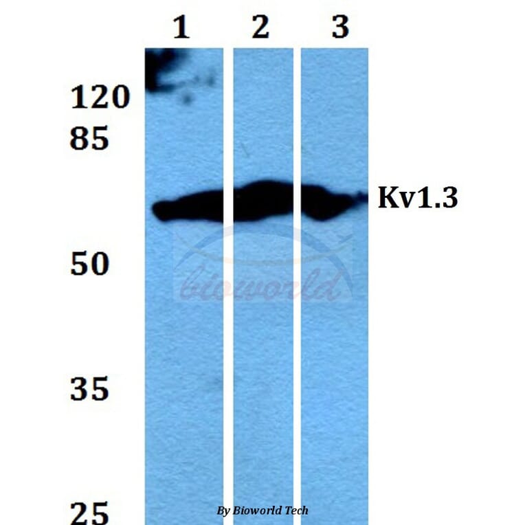 Anti-Kv1.3 (E131) Antibody from Bioworld Technology (BS1673) - Antibodies.com