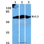 Anti-Kv1.3 (E131) Antibody from Bioworld Technology (BS1673) - Antibodies.com