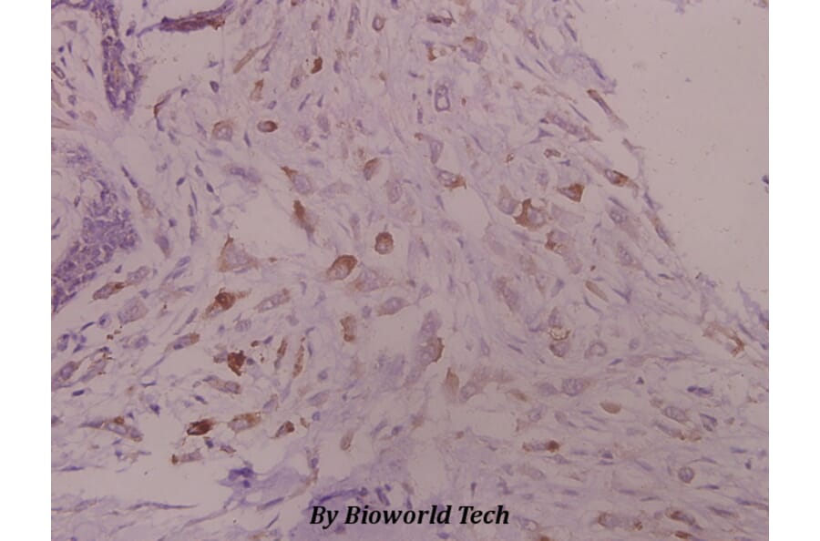 Anti-Kv1.3 (E131) Antibody from Bioworld Technology (BS1673) - Antibodies.com