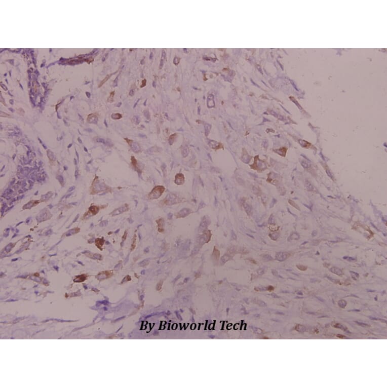 Anti-Kv1.3 (E131) Antibody from Bioworld Technology (BS1673) - Antibodies.com