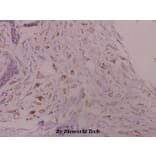 Anti-Kv1.3 (E131) Antibody from Bioworld Technology (BS1673) - Antibodies.com