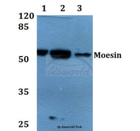 Anti-Moesin (D554) Antibody from Bioworld Technology (BS1678) - Antibodies.com