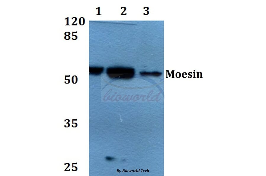 Anti-Moesin (D554) Antibody from Bioworld Technology (BS1678) - Antibodies.com