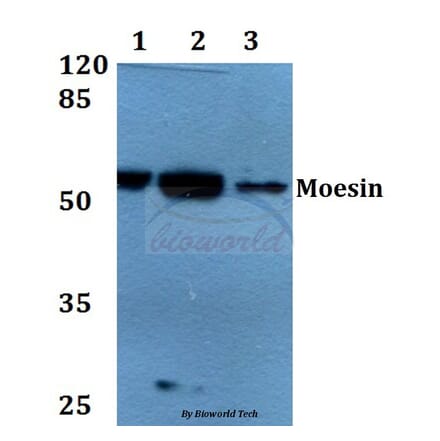 Anti-Moesin (D554) Antibody from Bioworld Technology (BS1678) - Antibodies.com