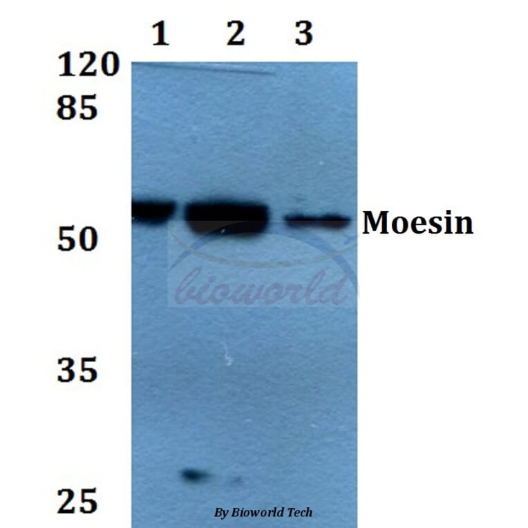 Anti-Moesin (D554) Antibody from Bioworld Technology (BS1678) - Antibodies.com