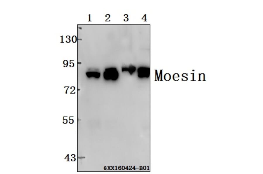 Anti-Moesin (D554) Antibody from Bioworld Technology (BS1678) - Antibodies.com