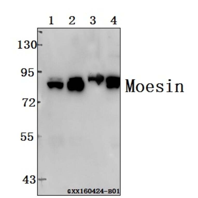 Anti-Moesin (D554) Antibody from Bioworld Technology (BS1678) - Antibodies.com