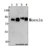 Anti-Moesin (D554) Antibody from Bioworld Technology (BS1678) - Antibodies.com