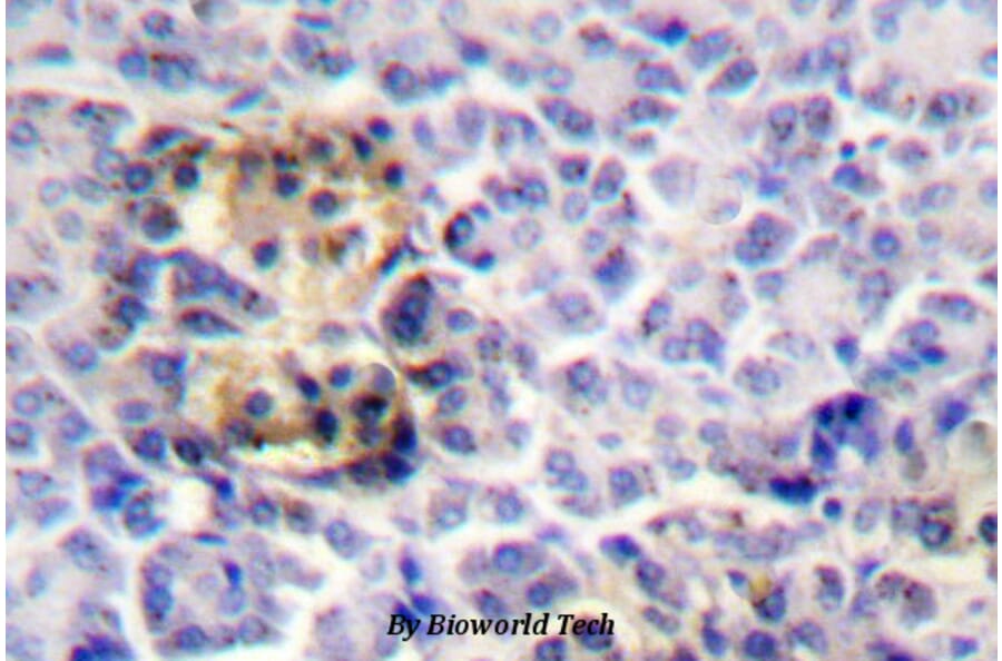 Anti-Moesin (D554) Antibody from Bioworld Technology (BS1678) - Antibodies.com