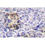 Anti-Moesin (D554) Antibody from Bioworld Technology (BS1678) - Antibodies.com
