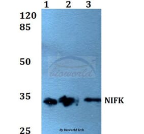 Anti-NIFK (D229) Antibody from Bioworld Technology (BS1679) - Antibodies.com