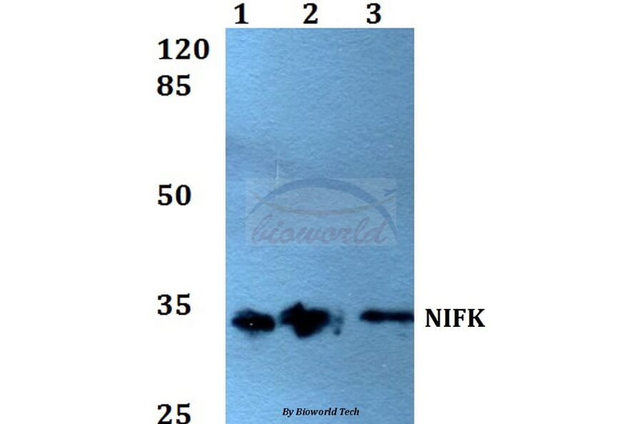 Anti-NIFK (D229) Antibody from Bioworld Technology (BS1679) - Antibodies.com