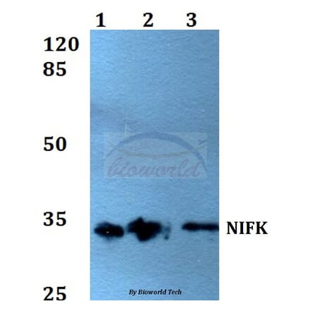 Anti-NIFK (D229) Antibody from Bioworld Technology (BS1679) - Antibodies.com