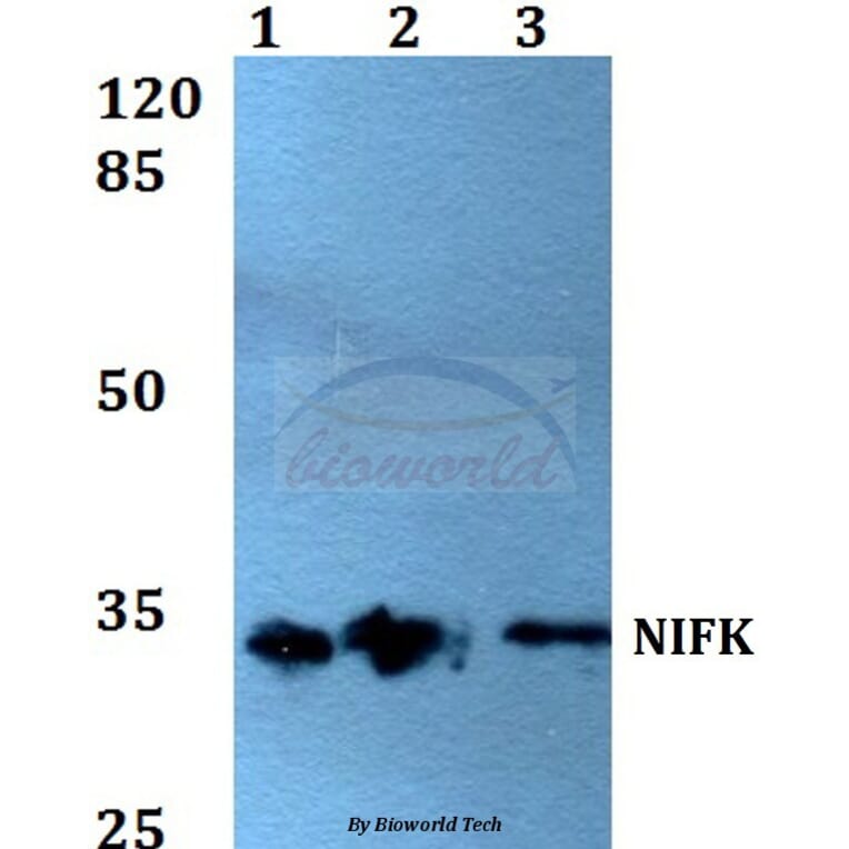 Anti-NIFK (D229) Antibody from Bioworld Technology (BS1679) - Antibodies.com