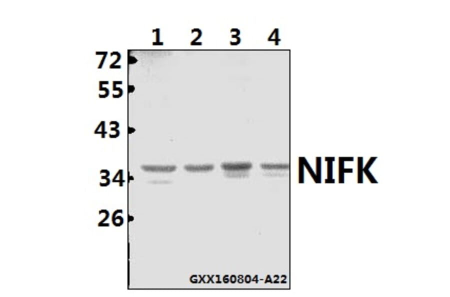 Anti-NIFK (D229) Antibody from Bioworld Technology (BS1679) - Antibodies.com