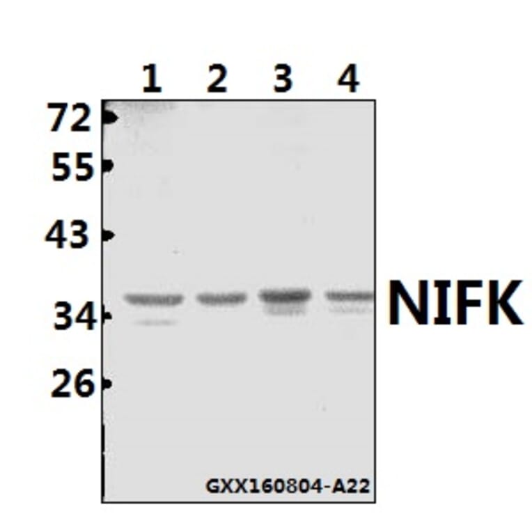 Anti-NIFK (D229) Antibody from Bioworld Technology (BS1679) - Antibodies.com