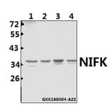 Anti-NIFK (D229) Antibody from Bioworld Technology (BS1679) - Antibodies.com