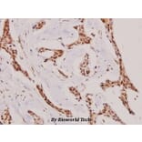 Anti-NIFK (D229) Antibody from Bioworld Technology (BS1679) - Antibodies.com