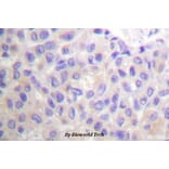 Anti-p130 Cas (P160) Antibody from Bioworld Technology (BS1680) - Antibodies.com