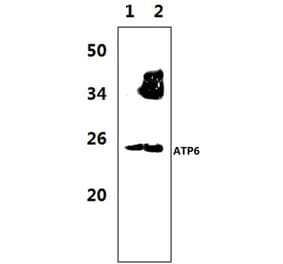 Anti-ATP6 Antibody from Bioworld Technology (BS1681) - Antibodies.com