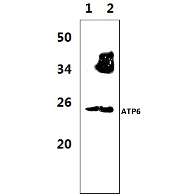 Anti-ATP6 Antibody from Bioworld Technology (BS1681) - Antibodies.com