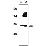 Anti-ATP6 Antibody from Bioworld Technology (BS1681) - Antibodies.com