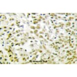 Anti-p53 (T310) Antibody from Bioworld Technology (BS1682) - Antibodies.com
