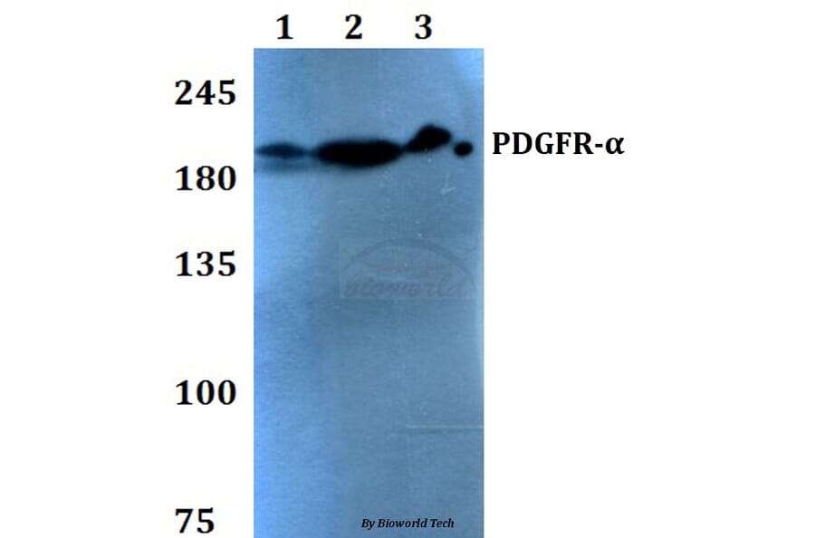 Anti-PDGFR-α (S1057) Antibody from Bioworld Technology (BS1684) - Antibodies.com