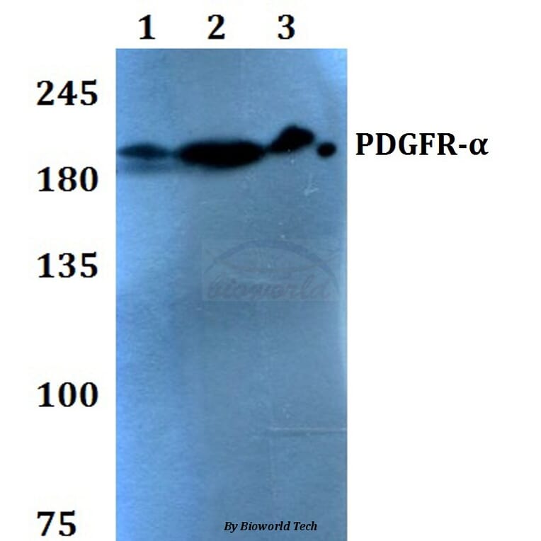 Anti-PDGFR-α (S1057) Antibody from Bioworld Technology (BS1684) - Antibodies.com