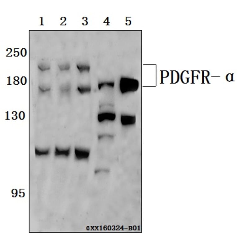 Anti-PDGFR-α (S1057) Antibody from Bioworld Technology (BS1684) - Antibodies.com