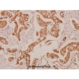 Anti-PDGFR-α (S1057) Antibody from Bioworld Technology (BS1684) - Antibodies.com