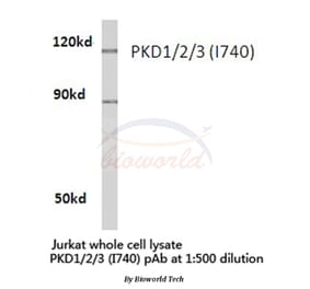 Anti-PKD1/2/3 (I740) Antibody from Bioworld Technology (BS1685) - Antibodies.com