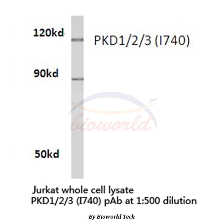Anti-PKD1/2/3 (I740) Antibody from Bioworld Technology (BS1685) - Antibodies.com