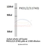 Anti-PKD1/2/3 (I740) Antibody from Bioworld Technology (BS1685) - Antibodies.com