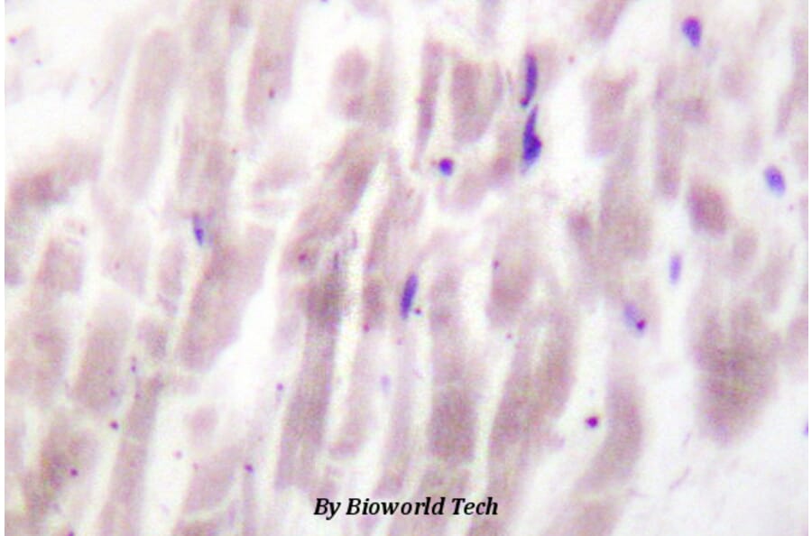 Anti-PC-PLD1 (K556) Antibody from Bioworld Technology (BS1686) - Antibodies.com