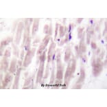 Anti-PC-PLD1 (K556) Antibody from Bioworld Technology (BS1686) - Antibodies.com
