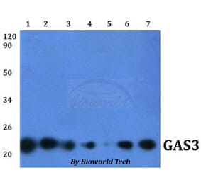 Anti-GAS3 (A142) Antibody from Bioworld Technology (BS1688) - Antibodies.com