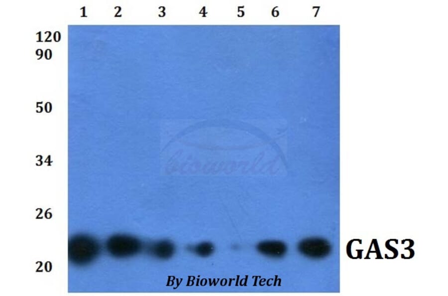 Anti-GAS3 (A142) Antibody from Bioworld Technology (BS1688) - Antibodies.com