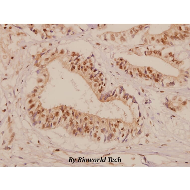 Anti-GAS3 (A142) Antibody from Bioworld Technology (BS1688) - Antibodies.com