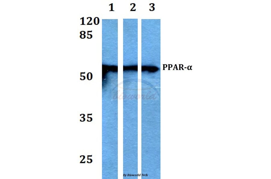 Anti-PPAR-α (G17) Antibody from Bioworld Technology (BS1689) - Antibodies.com