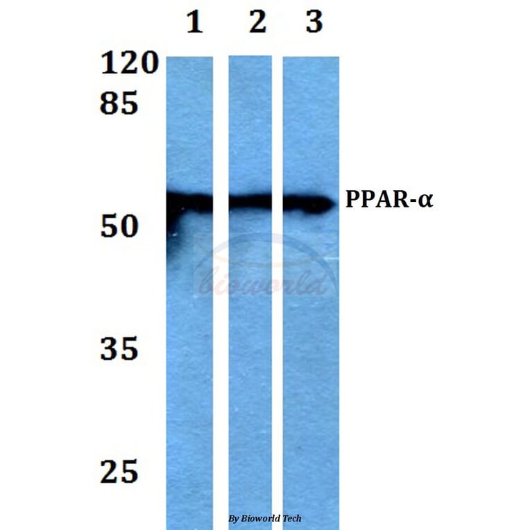 Anti-PPAR-α (G17) Antibody from Bioworld Technology (BS1689) - Antibodies.com