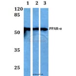 Anti-PPAR-α (G17) Antibody from Bioworld Technology (BS1689) - Antibodies.com